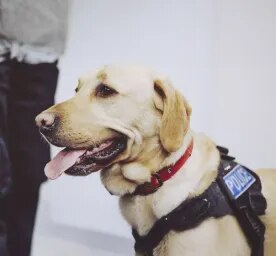 Military and Police Dogs