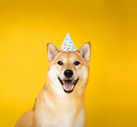 New Year’s Resolutions: A Dog’s Perspective