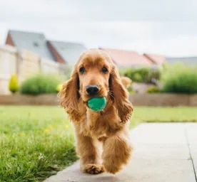 Outdoor Dog Games