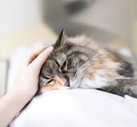 Pancreatitis in cats