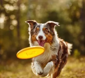 Puppy Recall Training in 6 Easy Steps