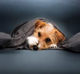 Reverse Sneezing in Dogs Causes & How to Help