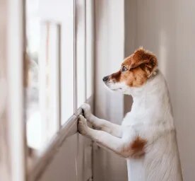 Separation Anxiety in Dogs Symptoms and Treatment