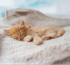 Sleeping Arrangements for a Kitten’s First Night Home