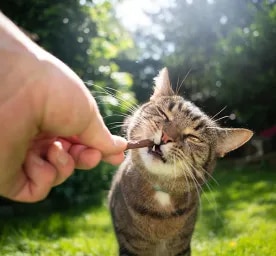 Snacks and Treats for Your Cat