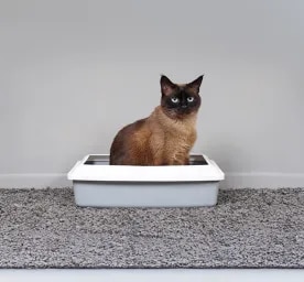 Tapeworms in Cats
