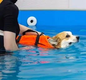 Teaching your dog to swim