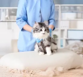 The Importance of Regular Vet Check-ups for Cats
