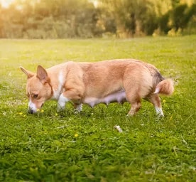 Top Tips for a Healthy Dog Pregnancy.