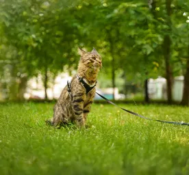 Training Your Kitten or Cat