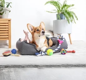 Types of Toys for Dogs
