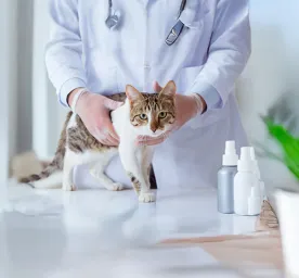 Understanding Cat Spraying and Marking