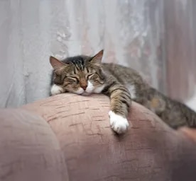 Understanding Your Ageing Cats Sleeping Habits