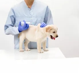 Vaccinations for Dogs and Puppies