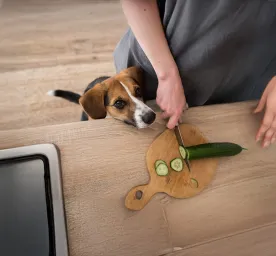 Vegetarian and Vegan Dog Food