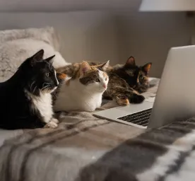 Videos for Cats to Watch