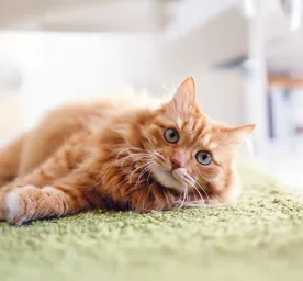 What Does My New Cat Need