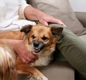 What Types of Dog Growl Mean