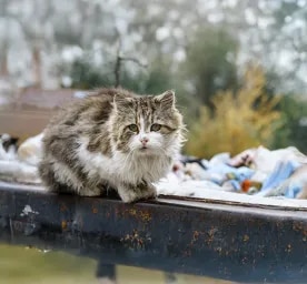 What to Do If You Find a Stray Cat