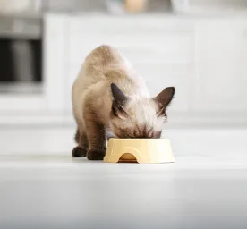 What to Feed a Kitten