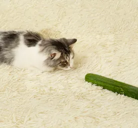 Why Are Cats Scared of Cucumbers