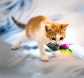 Why Do Cats Bring You Mice or Dead Animals as Gifts