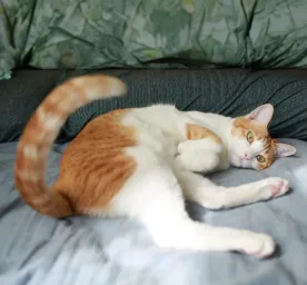 Why Do Cats Wag Their Tails