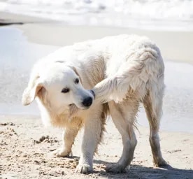 Why Do Dogs Chase Their Tails