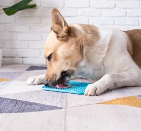 Why Do Dogs Lick Things