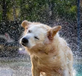 Why Do Dogs Shake