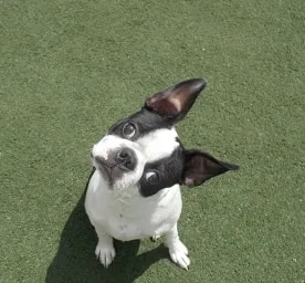 Why Do Dogs Tilt Their Heads