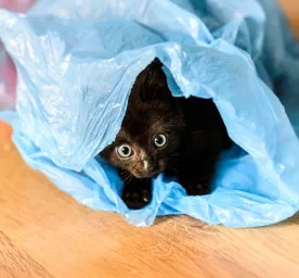 Why Does My Cat Eat Plastic