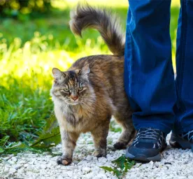 Why Does My Cat Follow Me