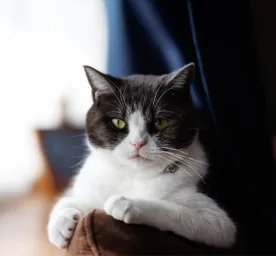 Why Does My Cat Stare at Me