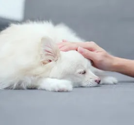 Worms in Dogs