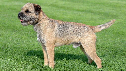 border terrier standing straight on the lawn