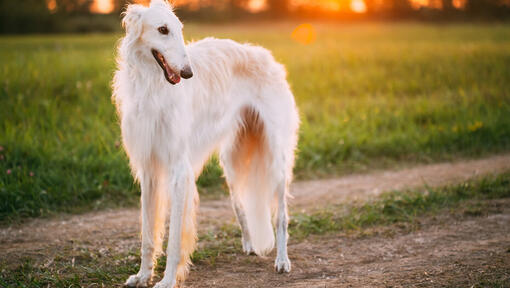 white borzoi dog looking to the right