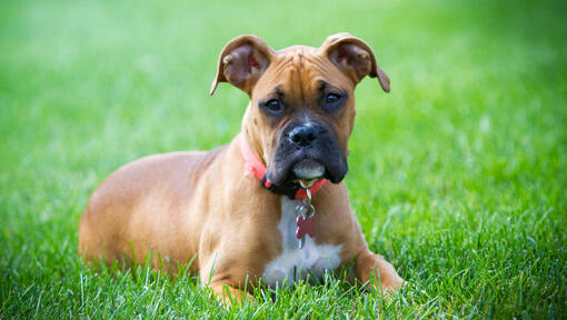 junior boxer lying in the grass