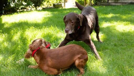 Puppy and older dog playing in a garden