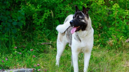 Japanese Akita