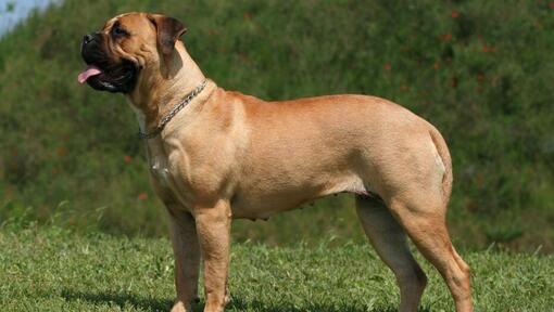 Mastiff standing at green grass