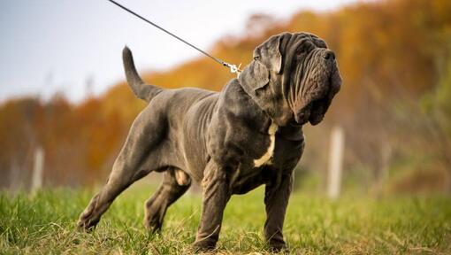 Neapolitan Mastiff on a leash