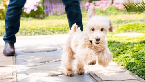 Poodle playing in the yard