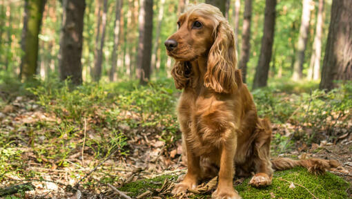 Cocker Spaniel sitting in the forest