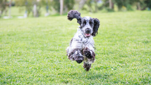 Black and White Cocker Spaniel running