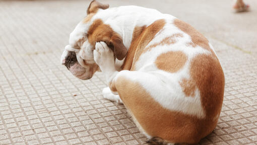 Bulldog scratching