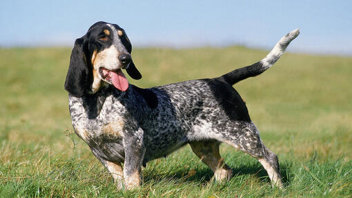 Basset Bleu De Gascogne standing in the field 