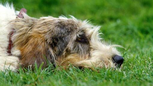 Grand Basset Griffon Vendeen lying on the ground