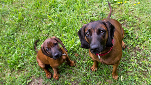 Two Bavarian Mountain Hounds looking at owner