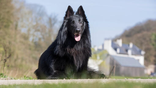 Belgian Shepherd Groenendael sitting on the ground